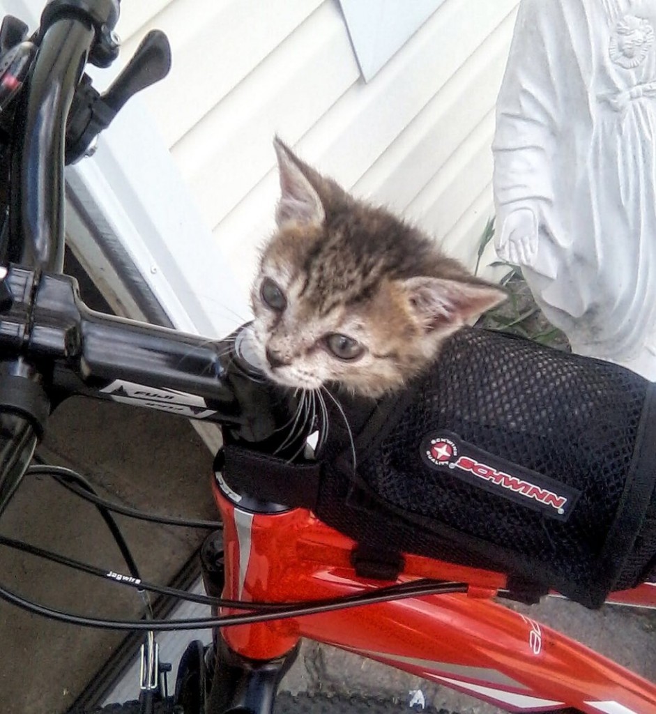 自転車子猫