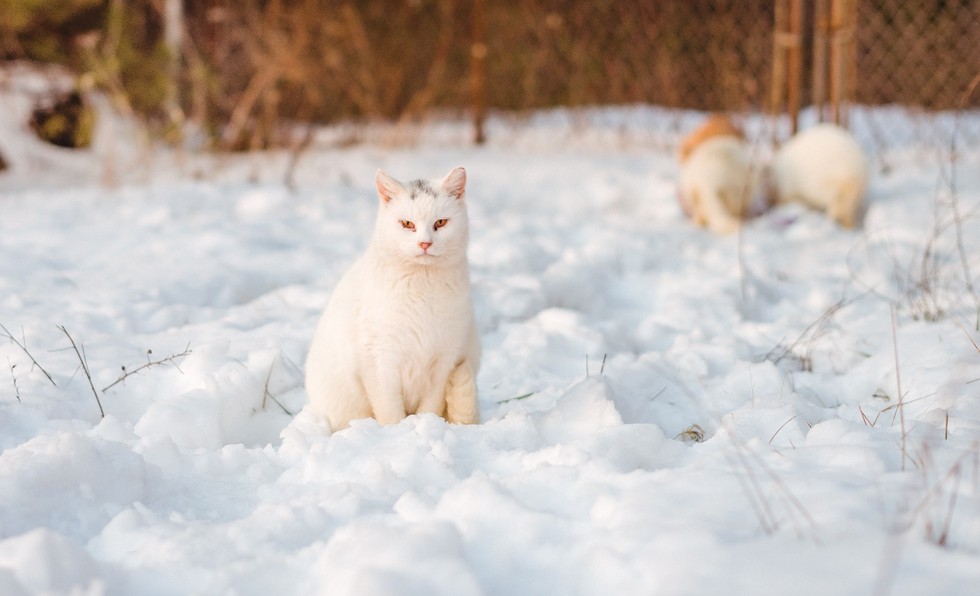 雪の上の猫