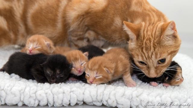 母猫と子猫