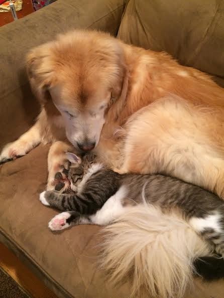 仲良しな犬と猫