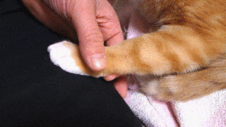 何度も手を置く猫