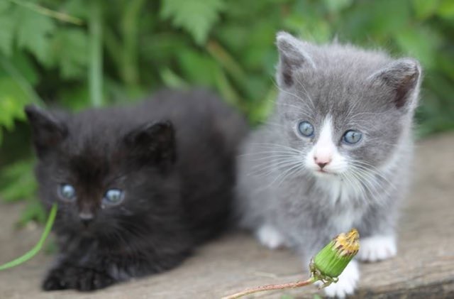 仲良しな子猫