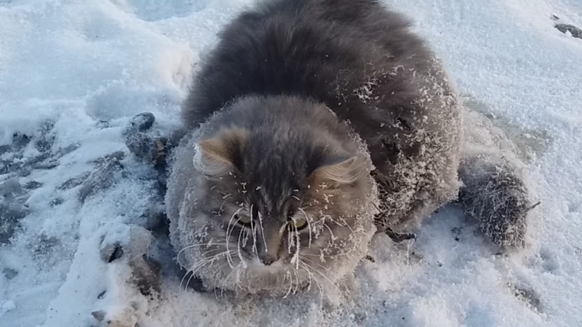 凍りついた猫