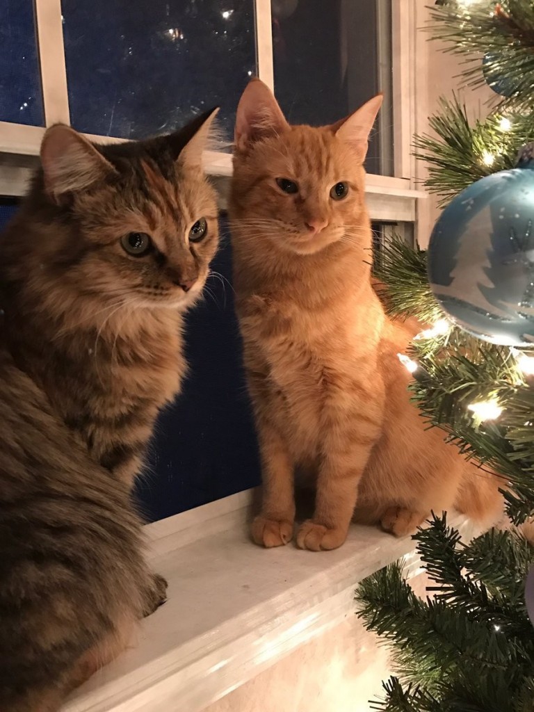 光を見つめる2匹の猫