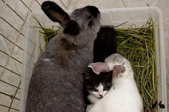 ウサギと子猫