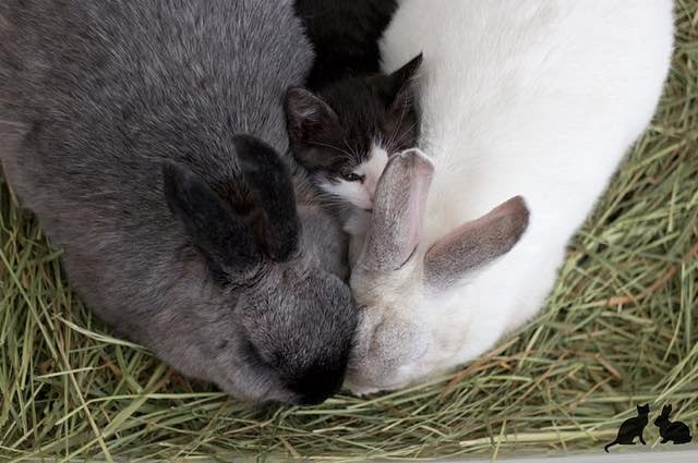 ウサギの間に挟まる子猫