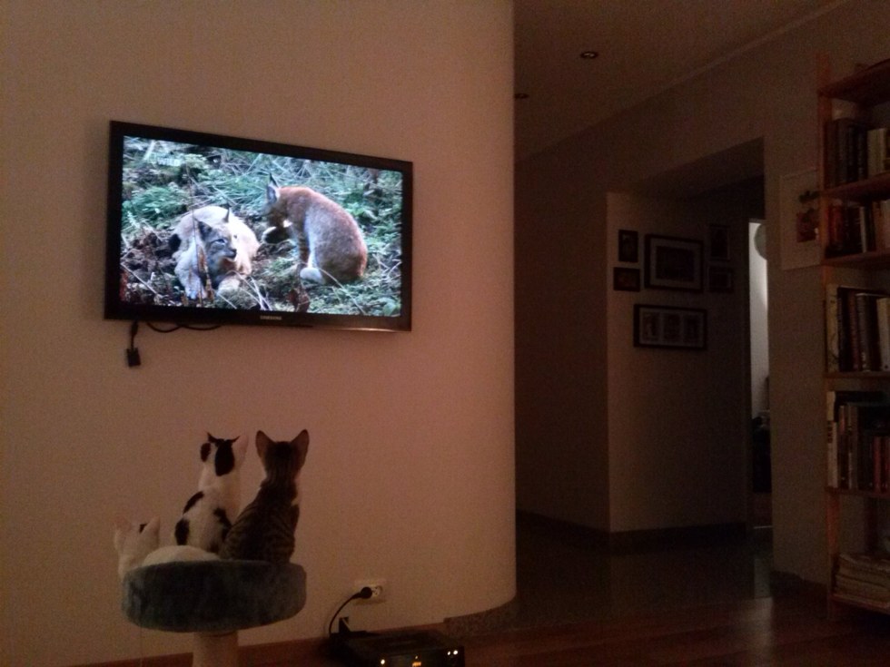 テレビを見る子猫たち