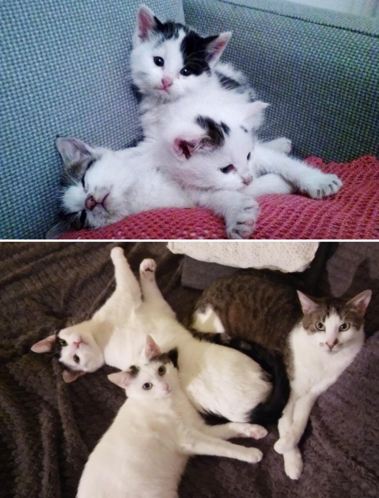 大きくなった3匹の子猫