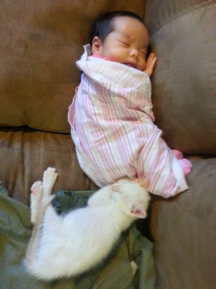 仲良しな赤ちゃんと子猫