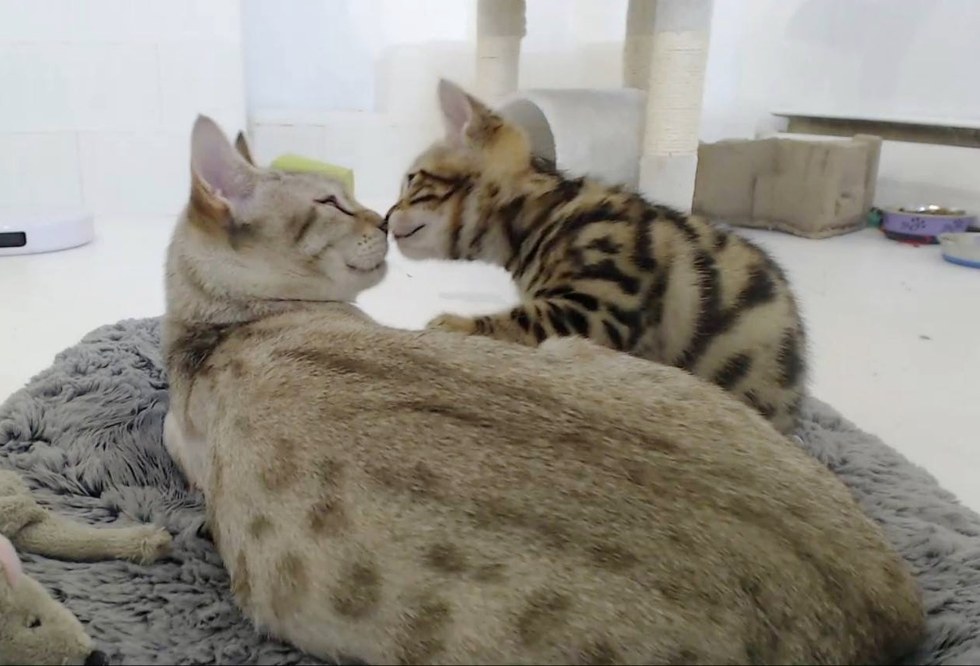 キスする猫と子猫