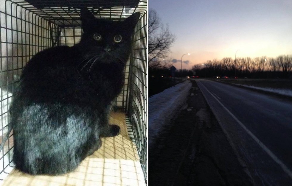 道路で助けられた猫