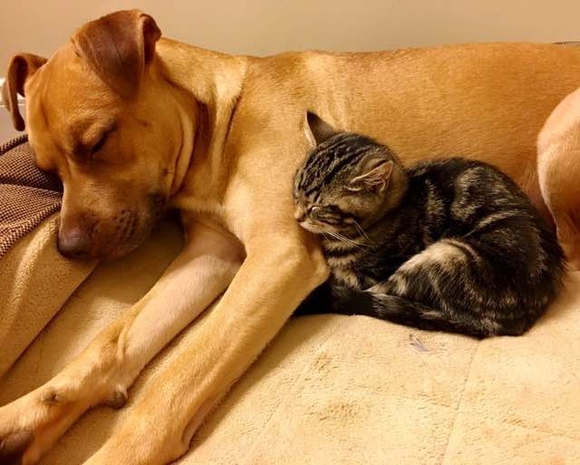 犬と子猫