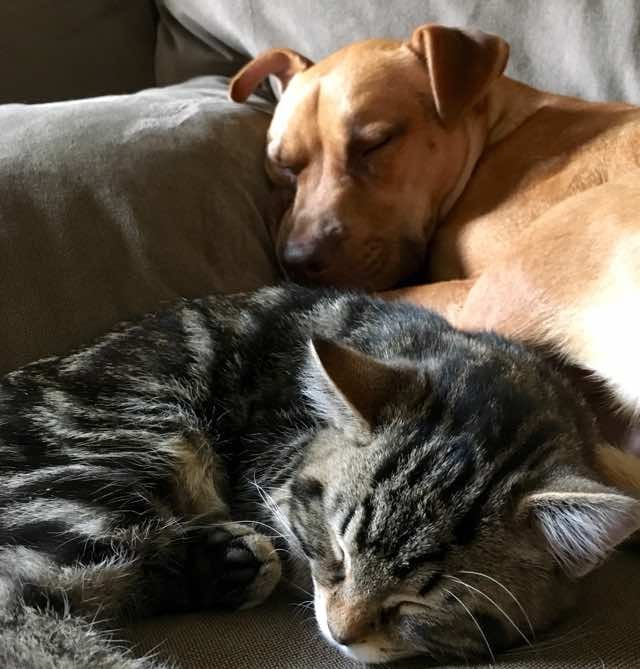 眠る犬と子猫