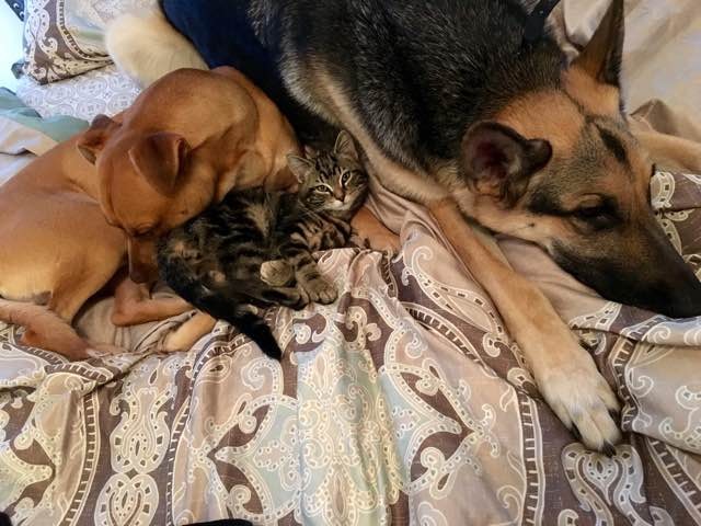 仲良しな犬と子猫