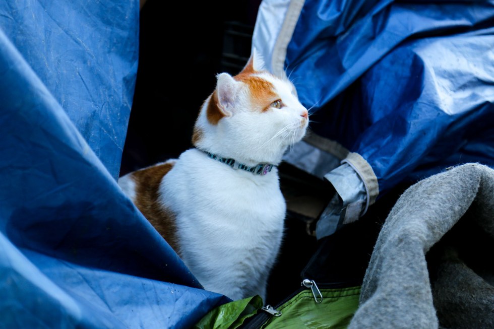 助け出された猫