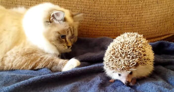 ハリネズミが気になる猫
