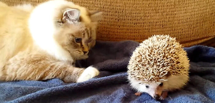 ハリネズミが気になる猫
