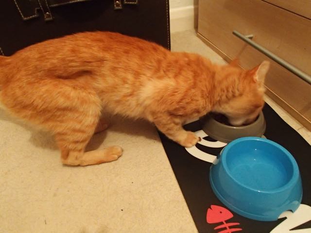 ご飯を食べる猫