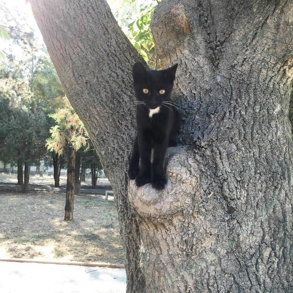 木の上の子猫