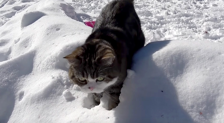 雪で遊ぶ猫
