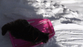 ソリで滑る猫