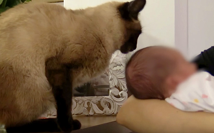 赤ちゃんに接近する猫