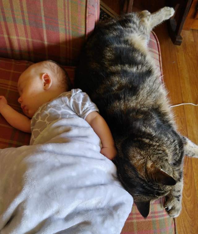 赤ちゃんと一緒に眠る猫