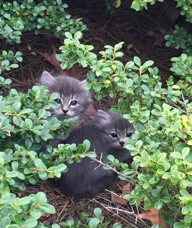 茂みの中の子猫