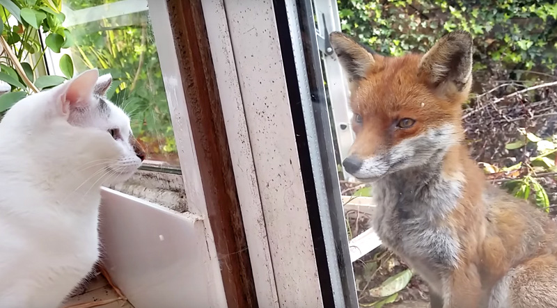 見つめる猫