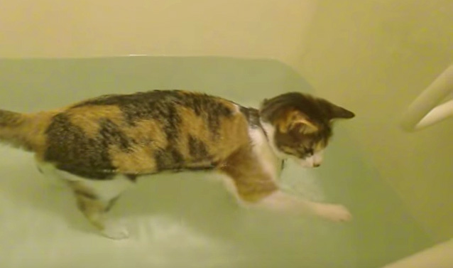 お湯で遊ぶ猫