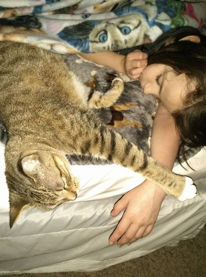 女の子と一緒の猫