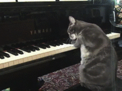 ピアノを弾く猫