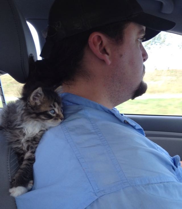 肩の上の猫