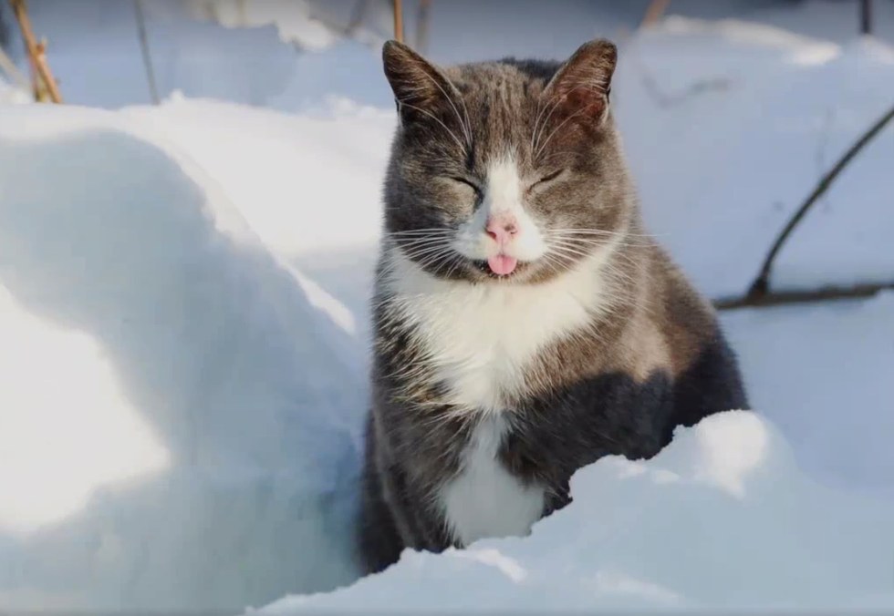 雪の中の猫