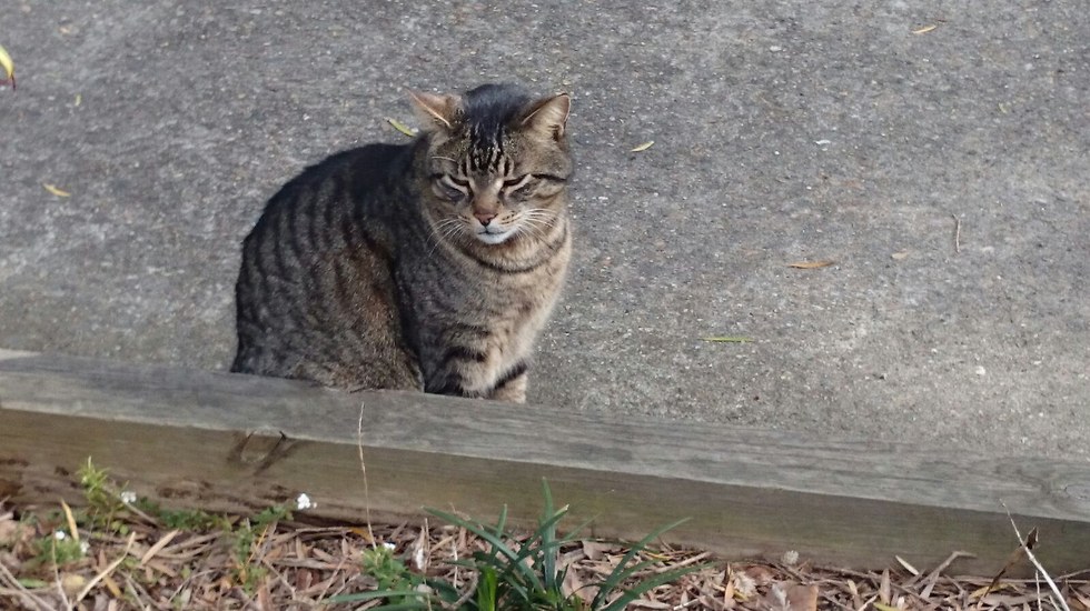 見つかった猫