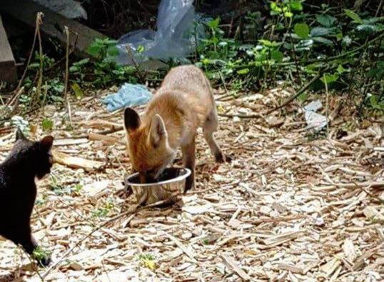 ご飯を食べる狐