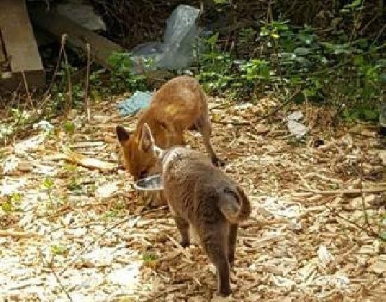 猫とキツネ