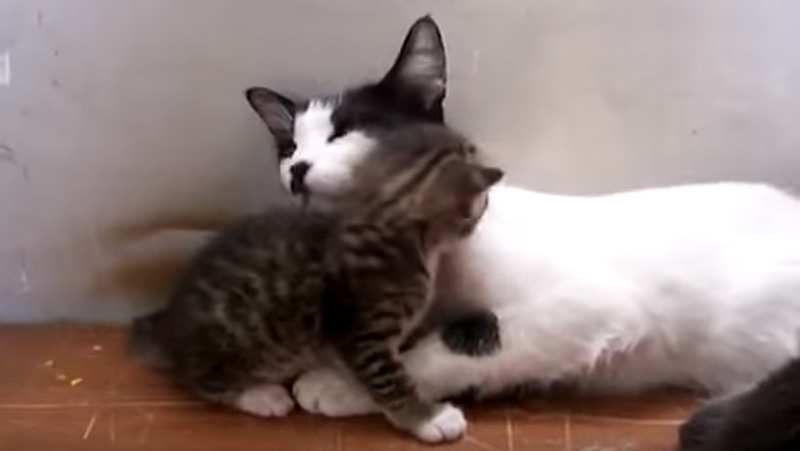 子猫と母猫