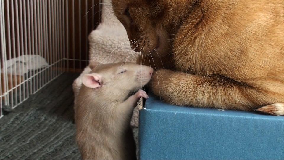 仲良しな猫とネズミ