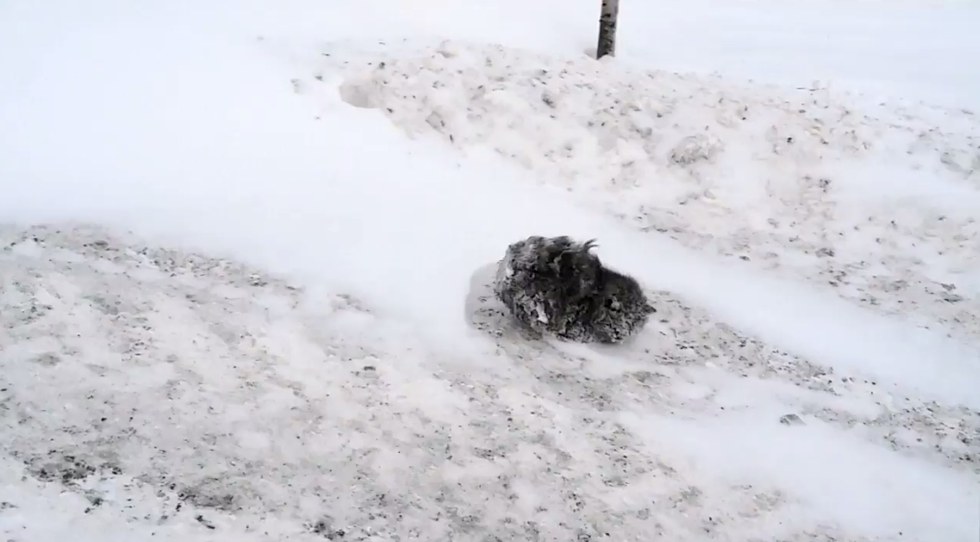 雪に埋もれた猫