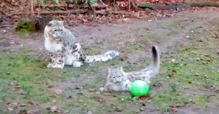 ボールで遊ぶユキヒョウの親子