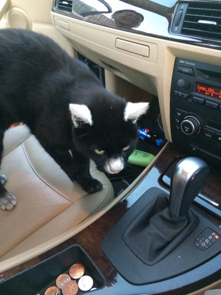 車の中の猫