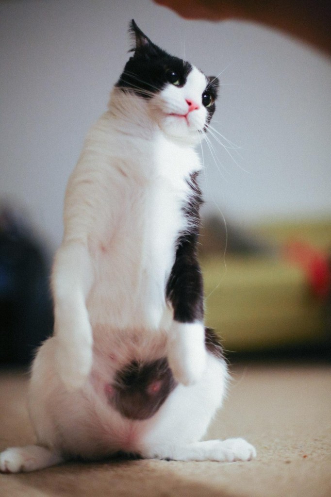 立ち上げる猫
