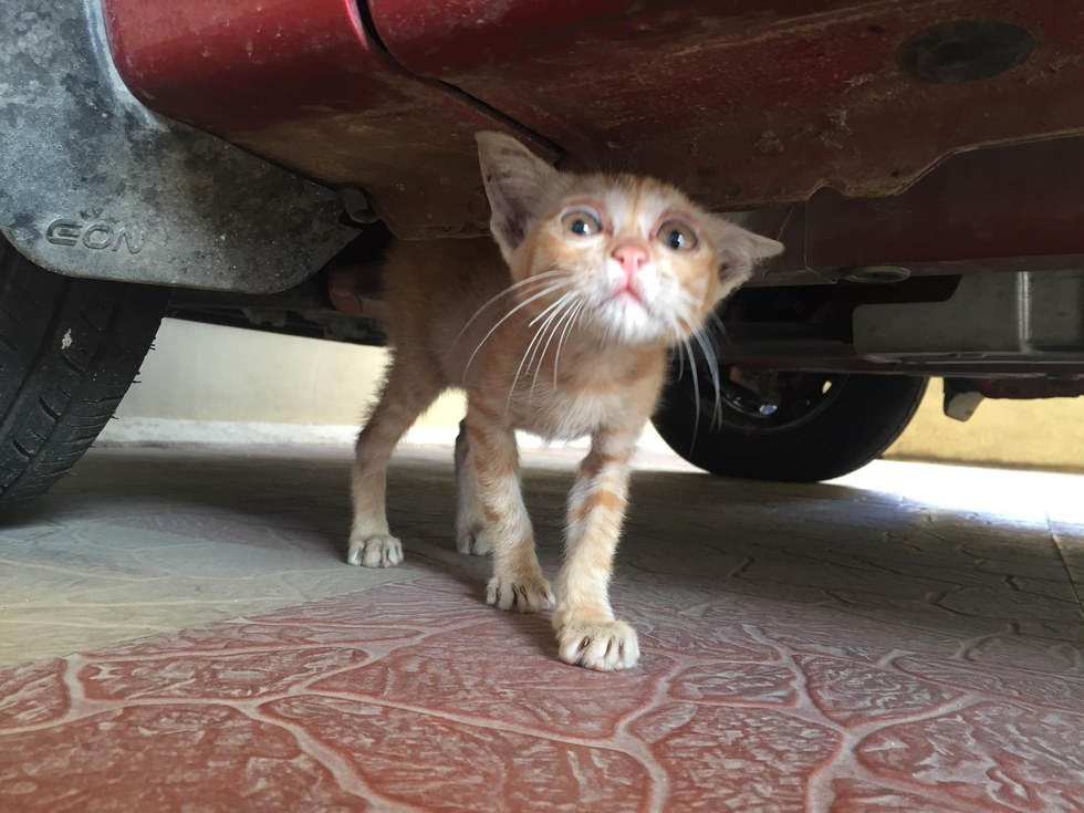 車の下の子猫