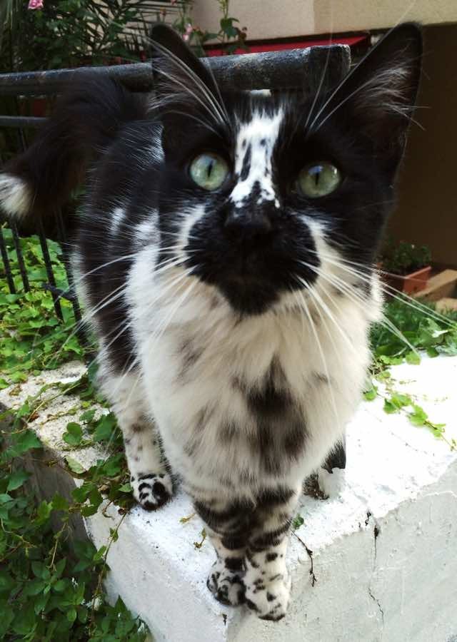 ダルメシアンのような模様の猫