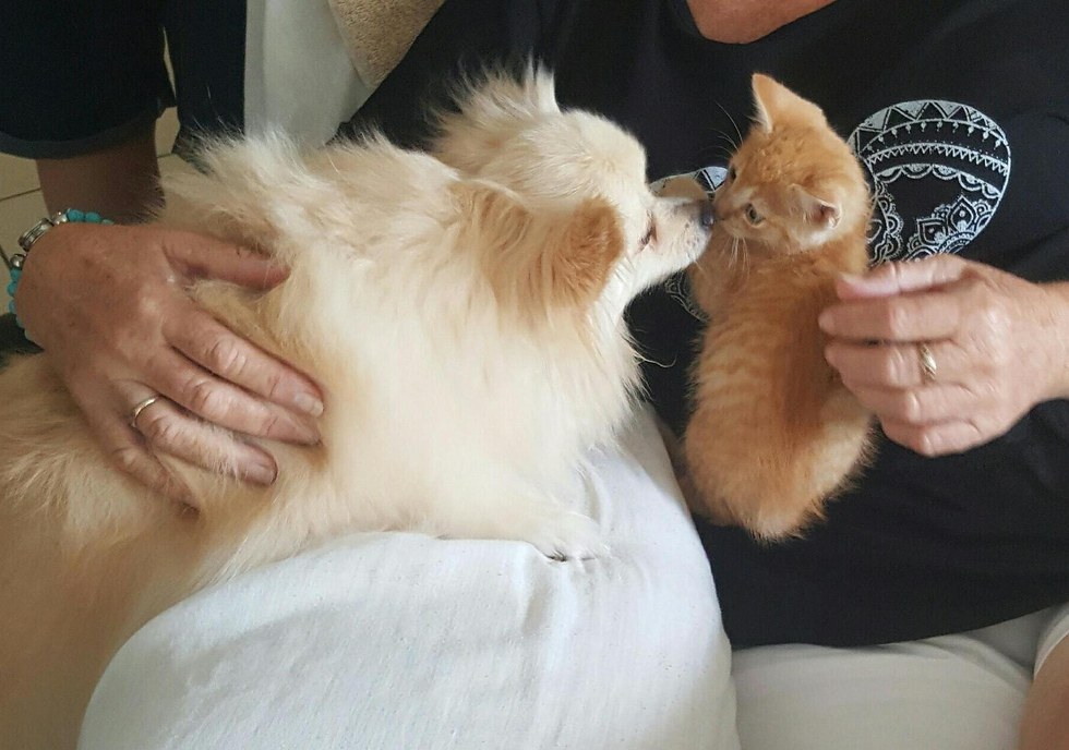 子猫と子犬