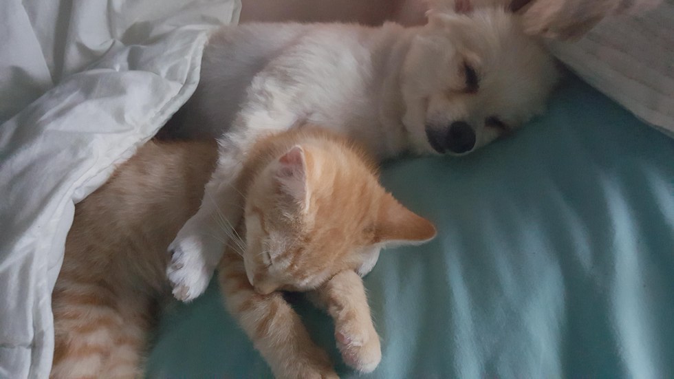 とっても仲良しな子猫と犬