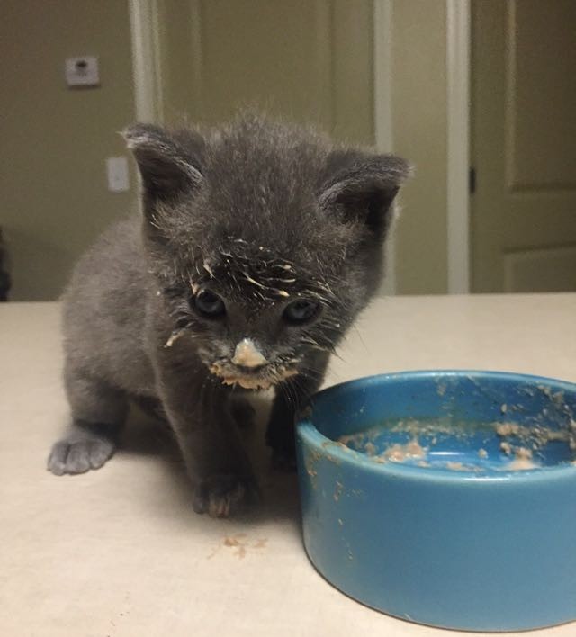 ご飯を食べる子猫