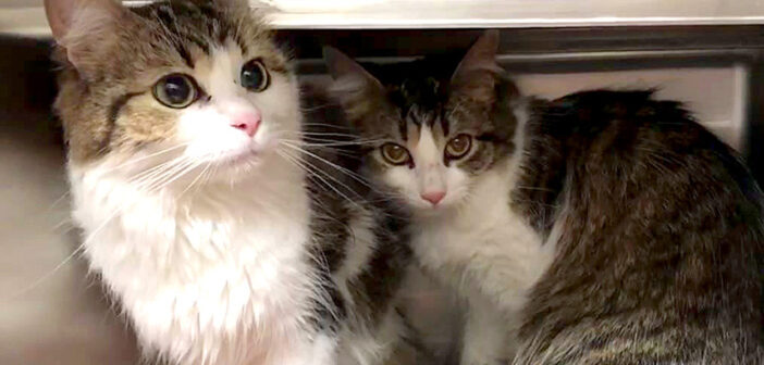 保護施設に入った猫達