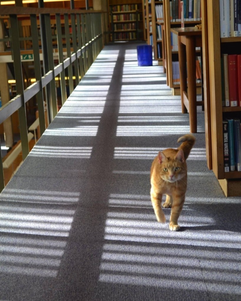 図書館の猫